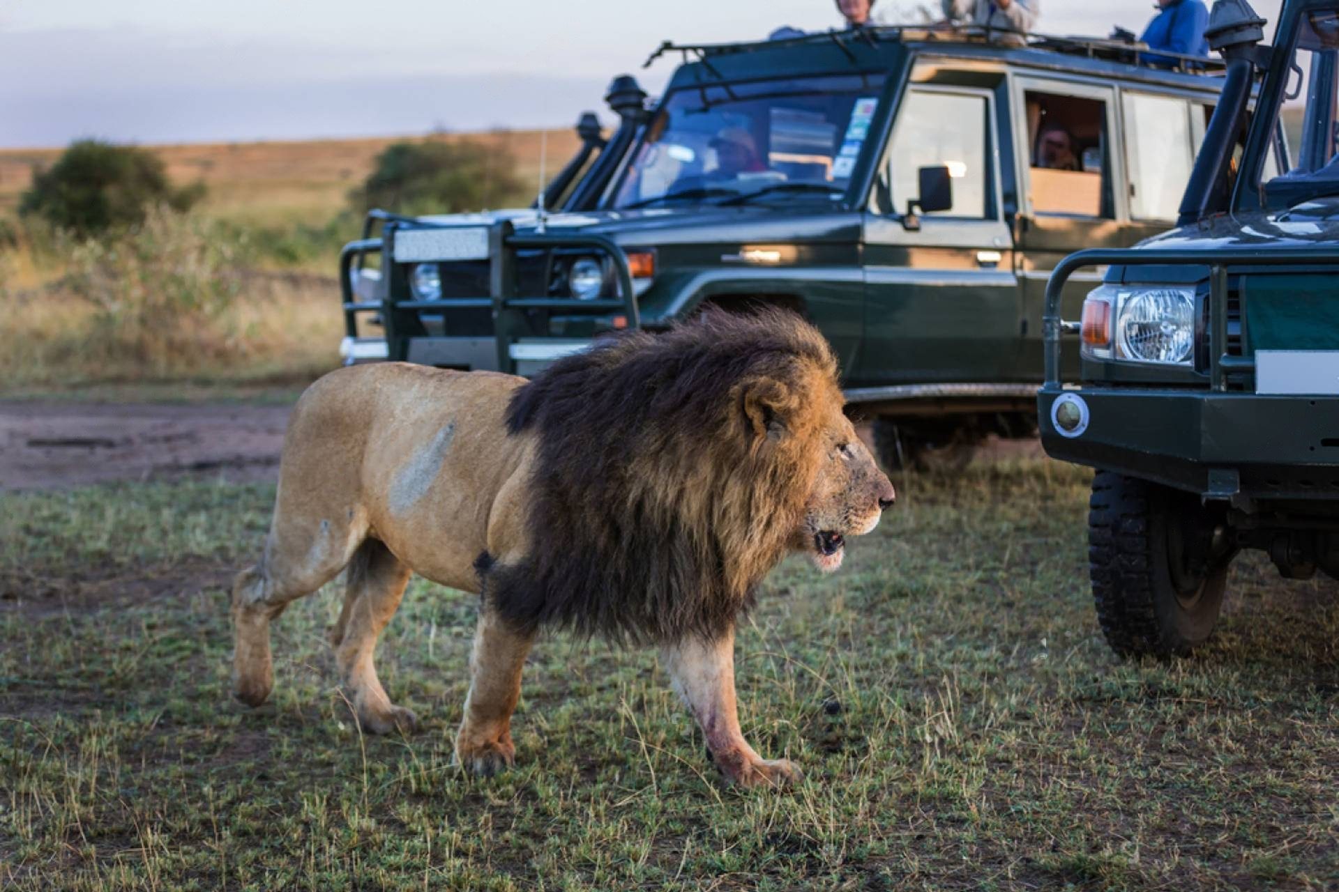 African Safari