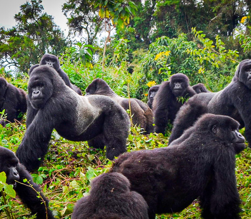 gorilla safari Uganda