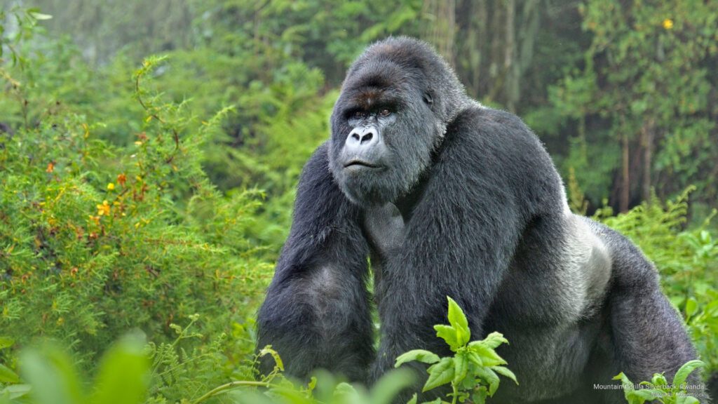 Rwanda gorilla trekking