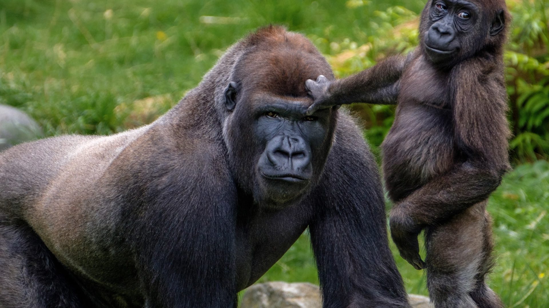 Gorilla Tracking Uganda