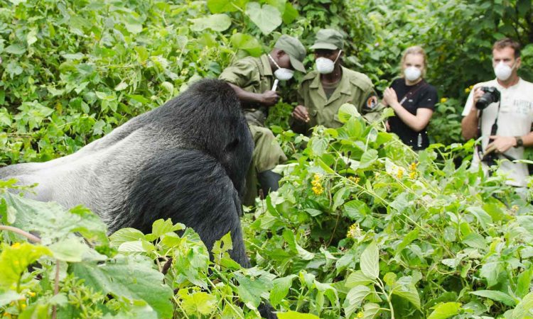 Gorilla-Trekking-in-Congo