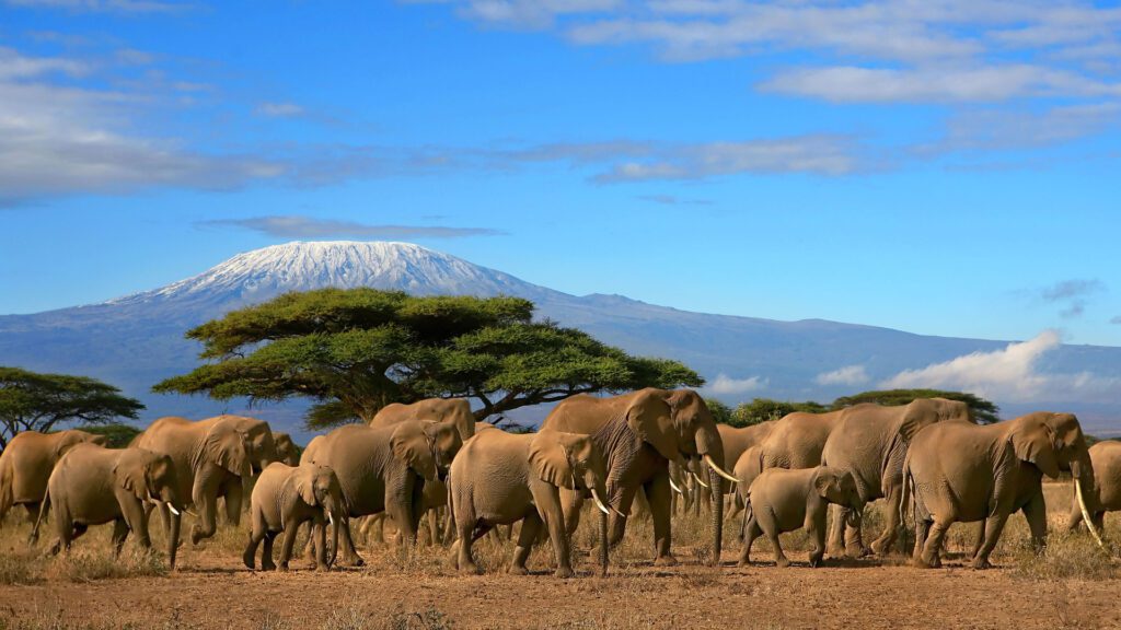 Kilimanjaro Hiking Safari