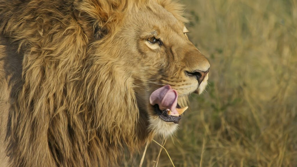 masai mara safari