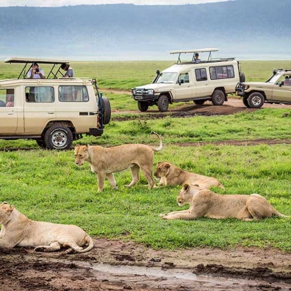 Ngorongoro-safari