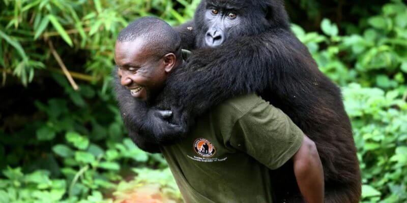 Rwanda-Gorilla-Tour