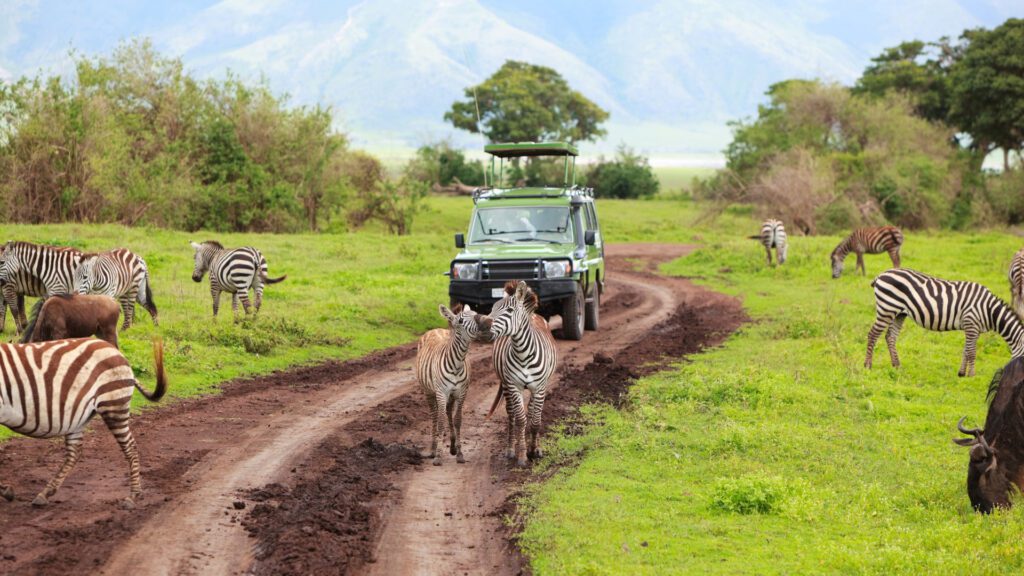 Tanzania Wildlife Safari