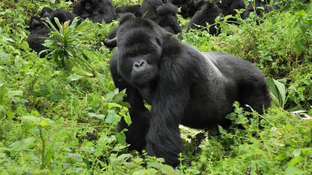 bwindi gorilla safari