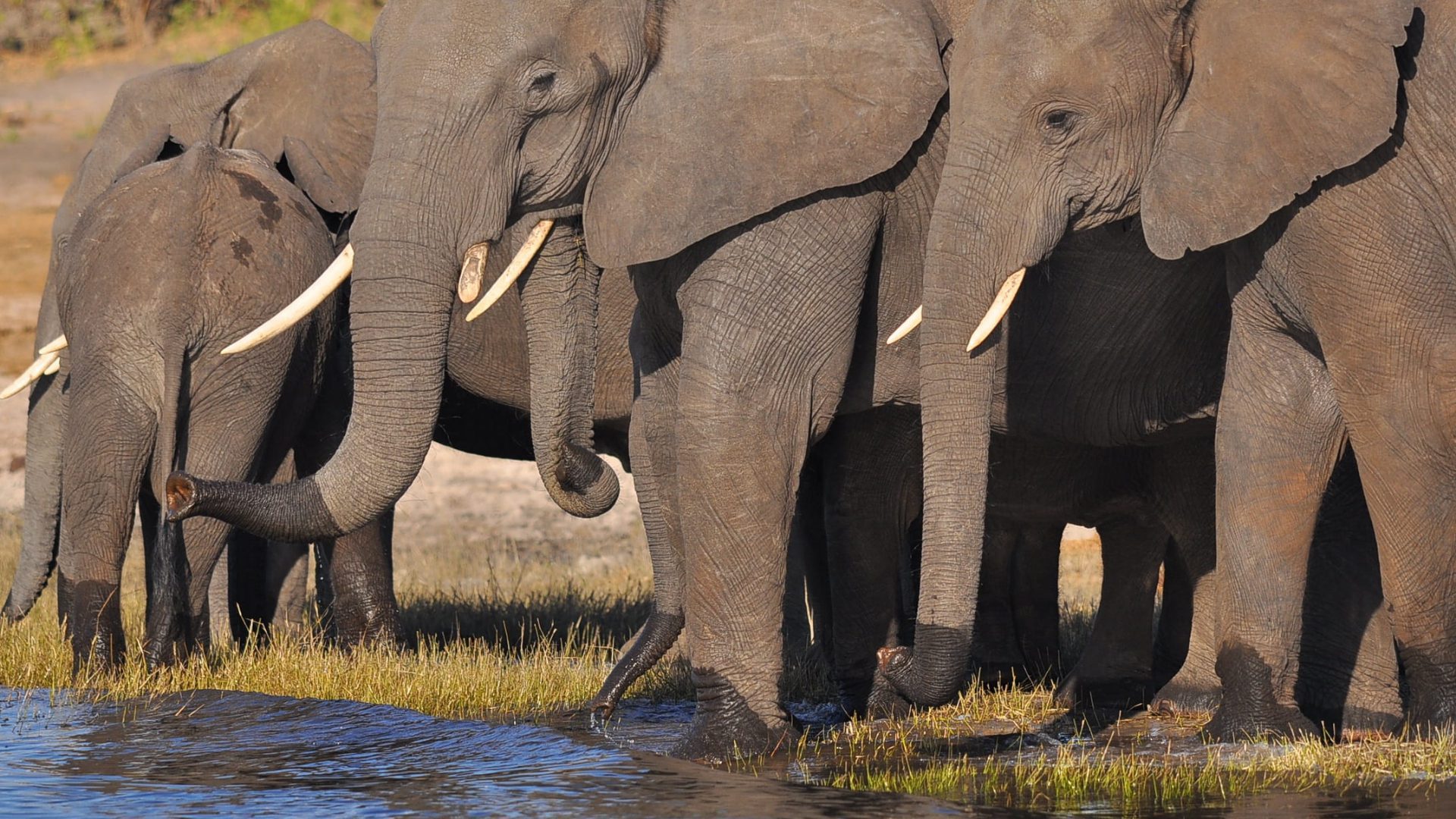 elephants in tsavo