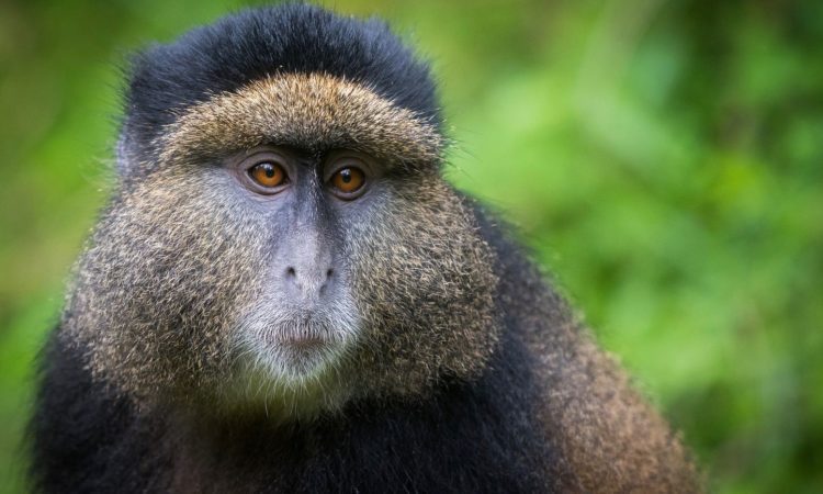 Portrait Of Golden Monkey