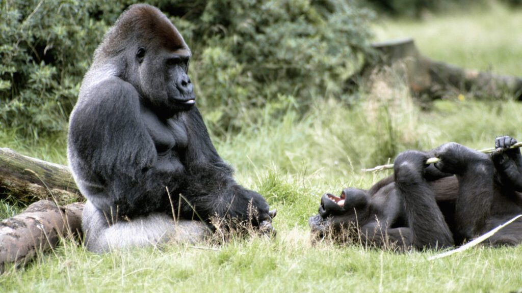 gorilla tracking