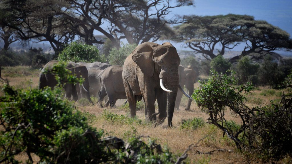 Kidepo Park Safari