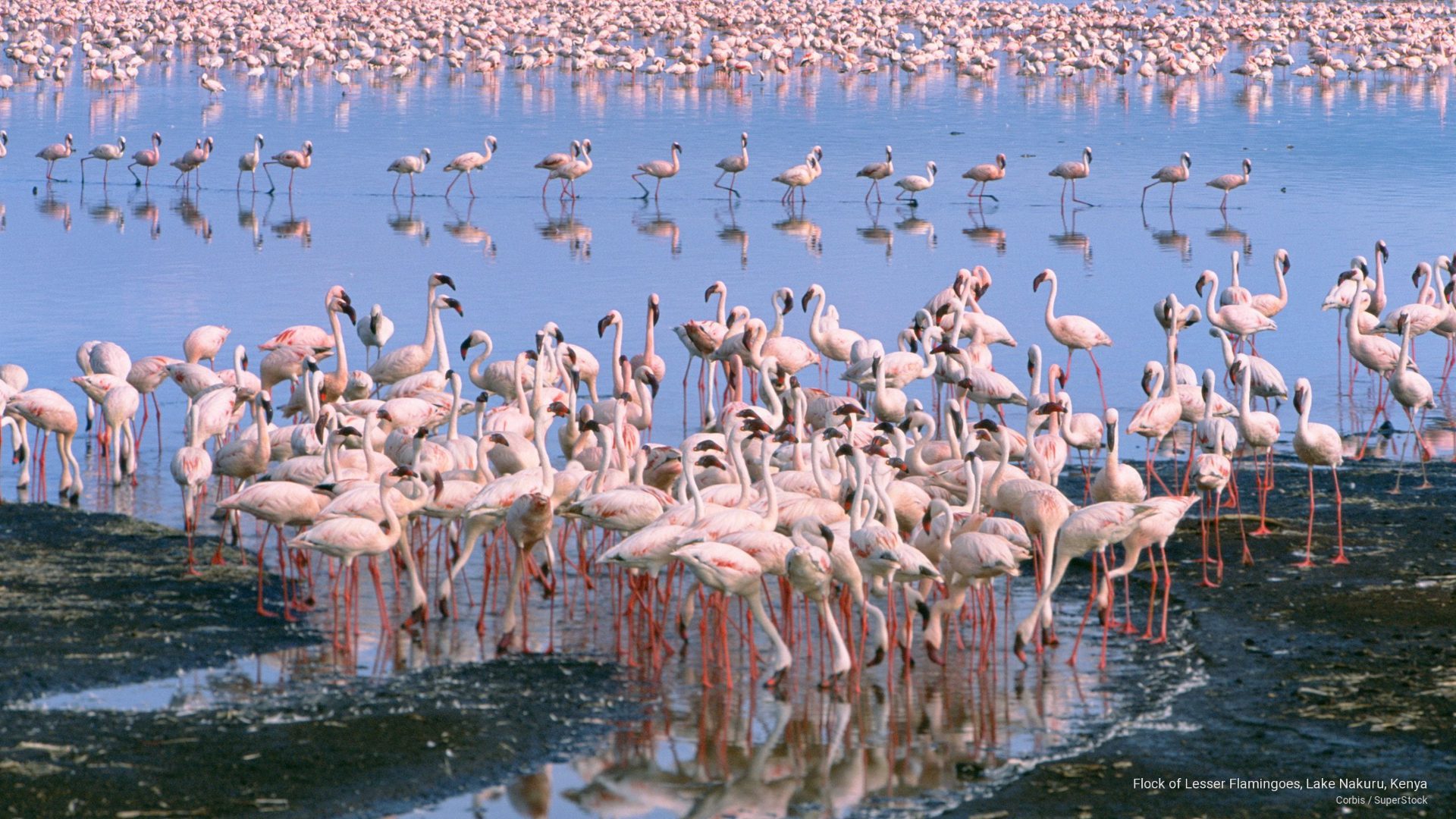 lake-nakuru