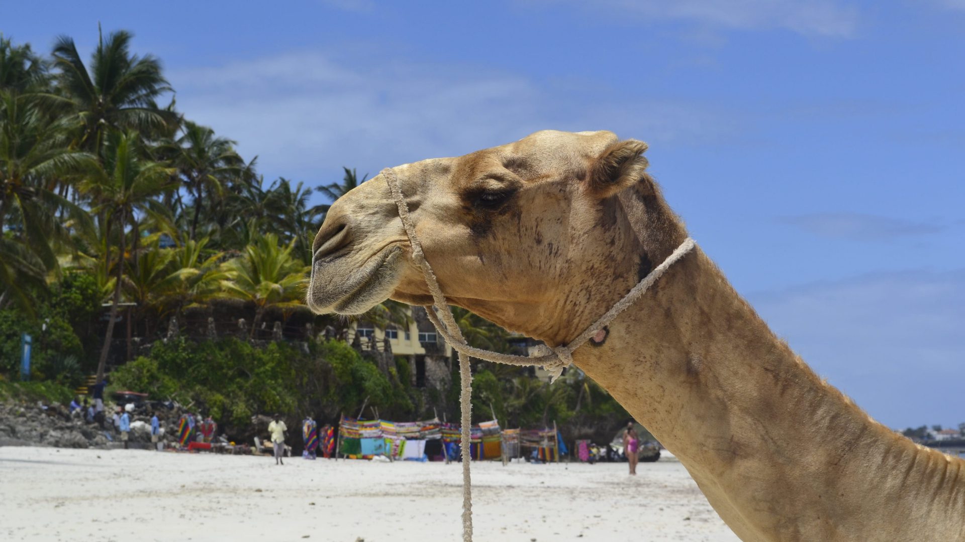 mombasa tours