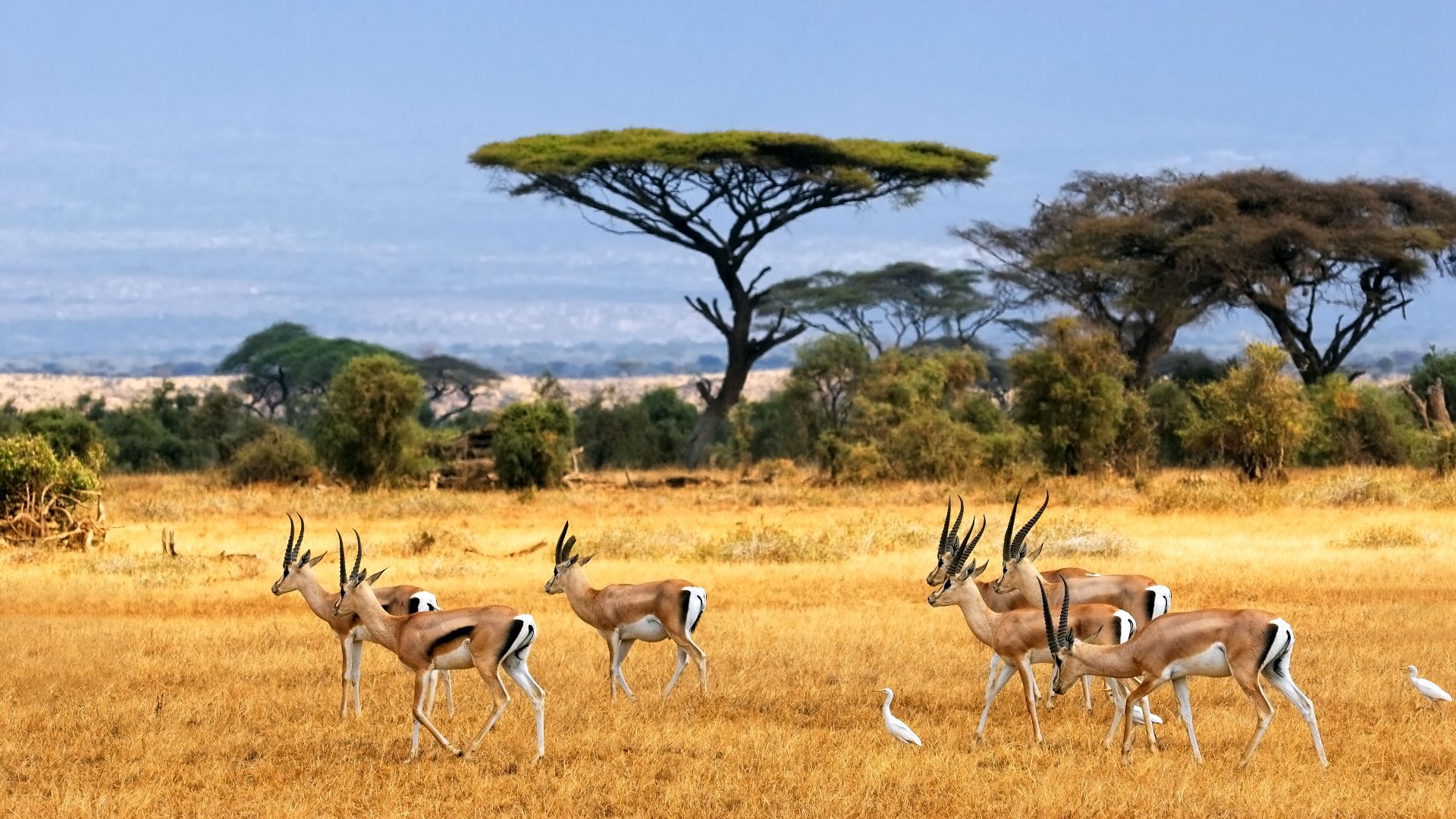 tanzania wildlife