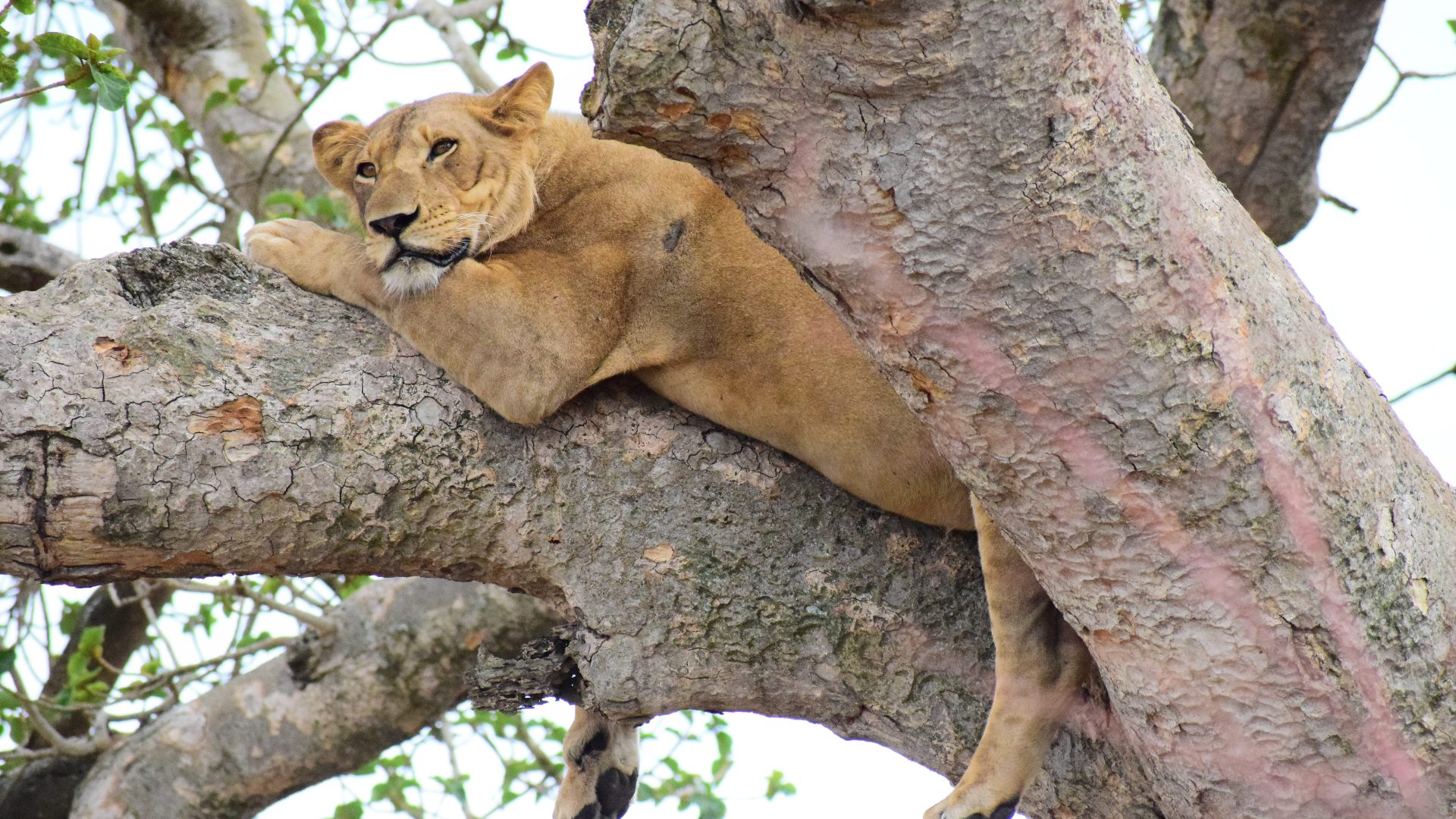 tree-climbing-lion