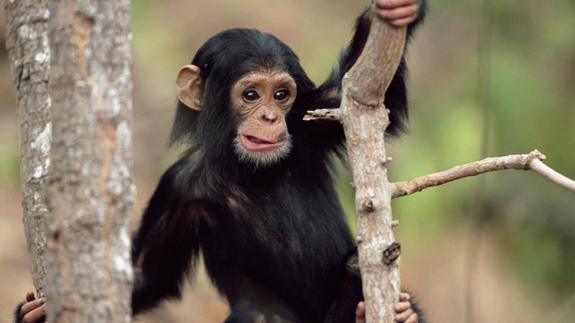 World Chimpanzee Day