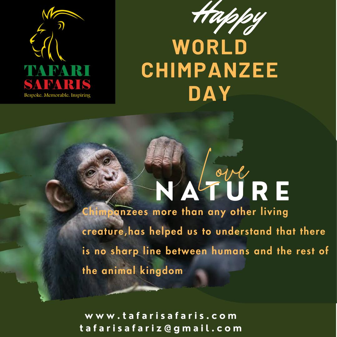 world chimpanzee day