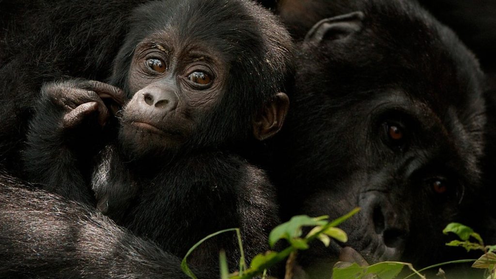 Chimp tracking in Uganda