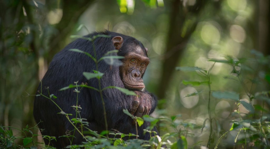 Primates safari Uganda