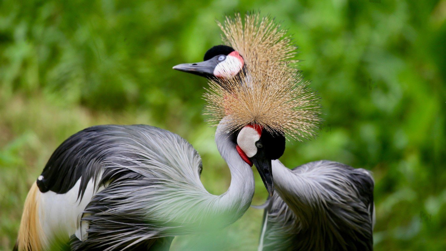 Uganda-crested-Crane