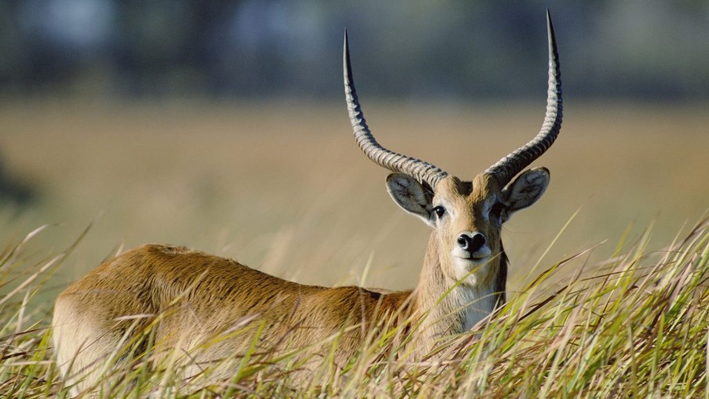 Uganda national parks safari