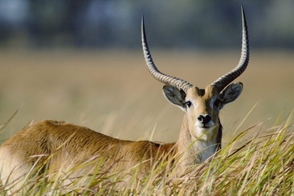 Uganda national parks safari