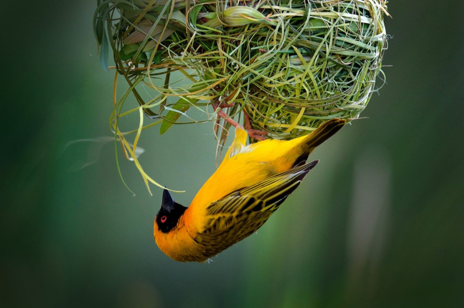 brid-watching-in-Uganda