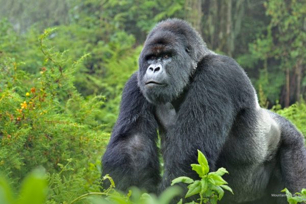 gorilla trekking Experience