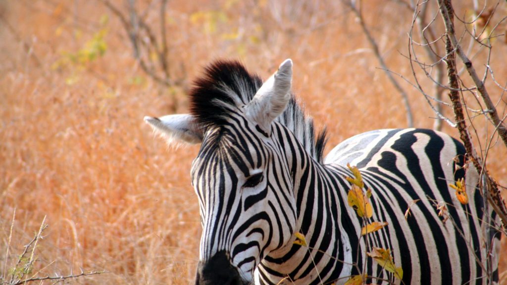 best of Uganda safari