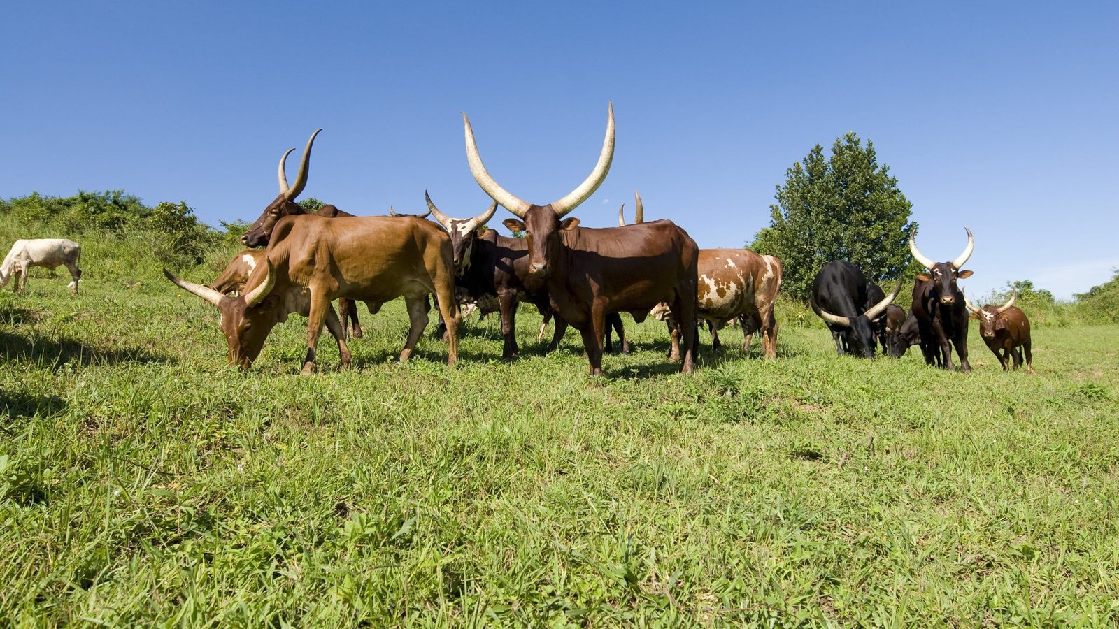 ankole-cattle